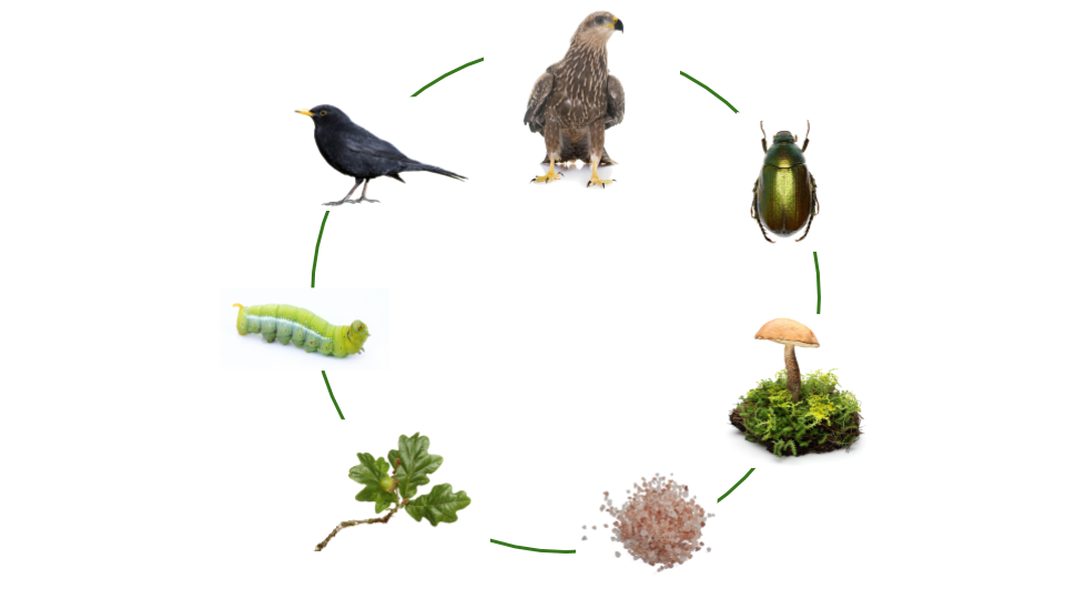 Voedselkringloop eten en gegeten worden Natuurwijzer Voedselkringloop eten en gegeten worden Natuurwijzer